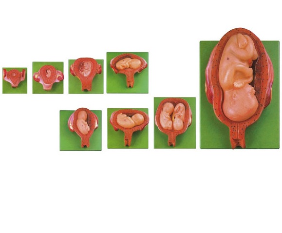 Mô hình giải phẫu các giai đoạn phát triển của thai nhi 8 phần