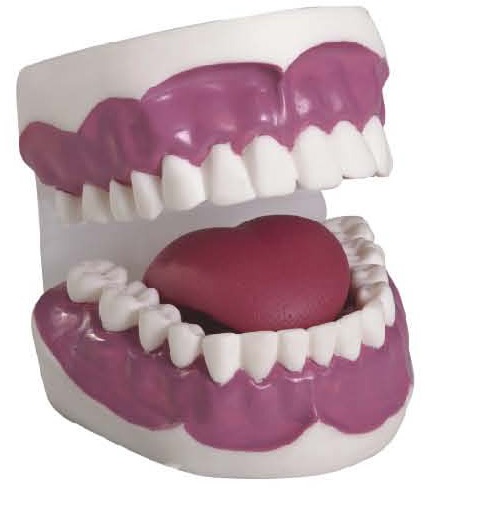 Mô hình đào tạo thực hành đánh răng,vệ sinh răng miệng,chăm sóc răng