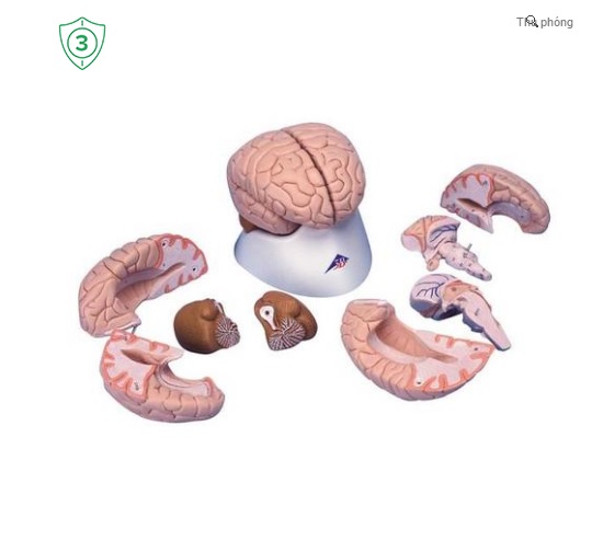 Mô hình giải phẫu não người gồm 8 phần 3B đức
