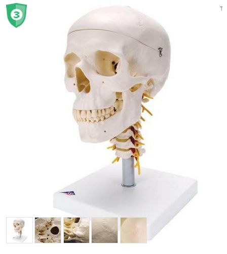 Mô hình giải phẫu hộp sọ và đốt sống cổ gồm 4 phân 3B Đức