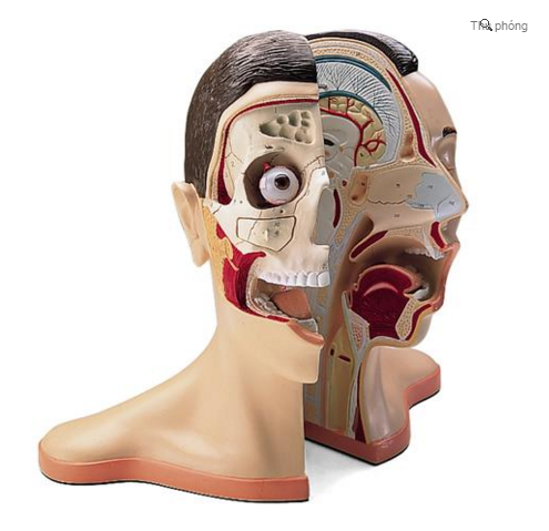 Mô Hình giải phẫu Mặt Cắt Đầu Và Cổ Gồm 5 Phần 3B- ĐỨC