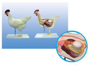 Mô Hình Giải Phẫu Cơ Thể Gà