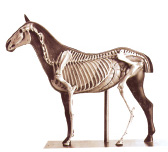 Mô hình giải phẫu cơ thể ngựa