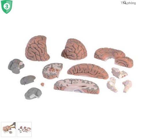 Mô Hình Giải Phẫu Não Gấp 2,5 Lần Kích Thước Thực Tế 14 Phần 3B- ĐỨC