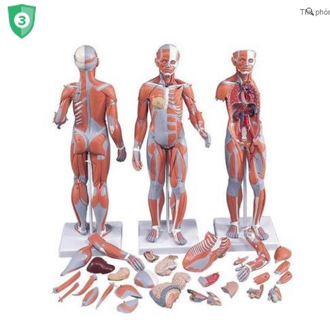 Mô hình giải phẫu cơ toàn thân,mô hình giải phẫu toàn thân 33 phần 3B Đức