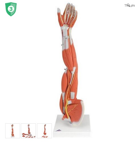 Mô hình giải phẫu cơ cánh tay 6 phần 3B Đức