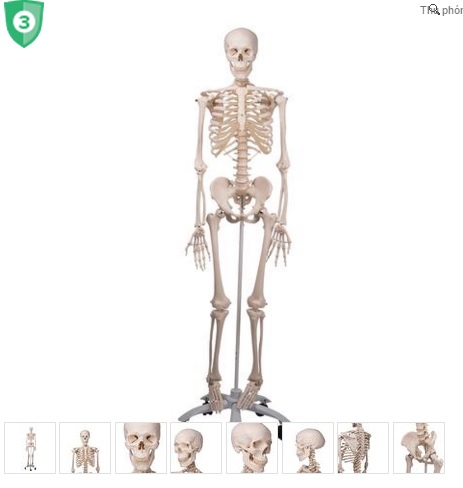 Mô hình xương người,Mô Hình giải phẫu Xương Toàn Thân,mô hình bô xương gắn kết,mô hình xương người 3B- ĐỨC