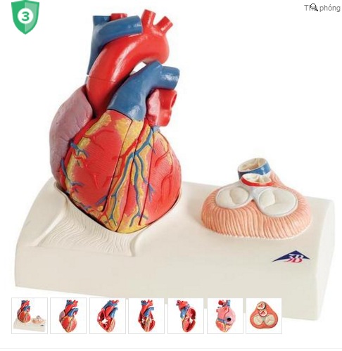 Mô hình giải phẫu tim 5 phần 3B- ĐỨC