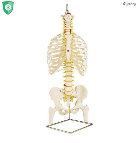 Mô hình giải phẫu xương cột sống , xương sườn ,xương chậu và xương đùi 3B Đức
