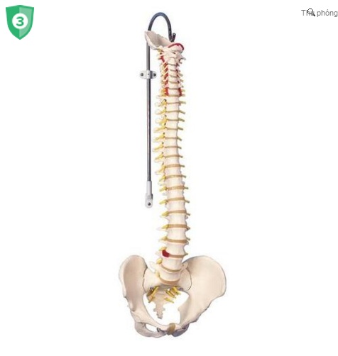 Mô hình xương cột sống và xương chậu 3B Đức